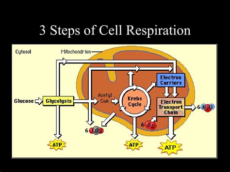 Cellular respiration ppt.ppt .